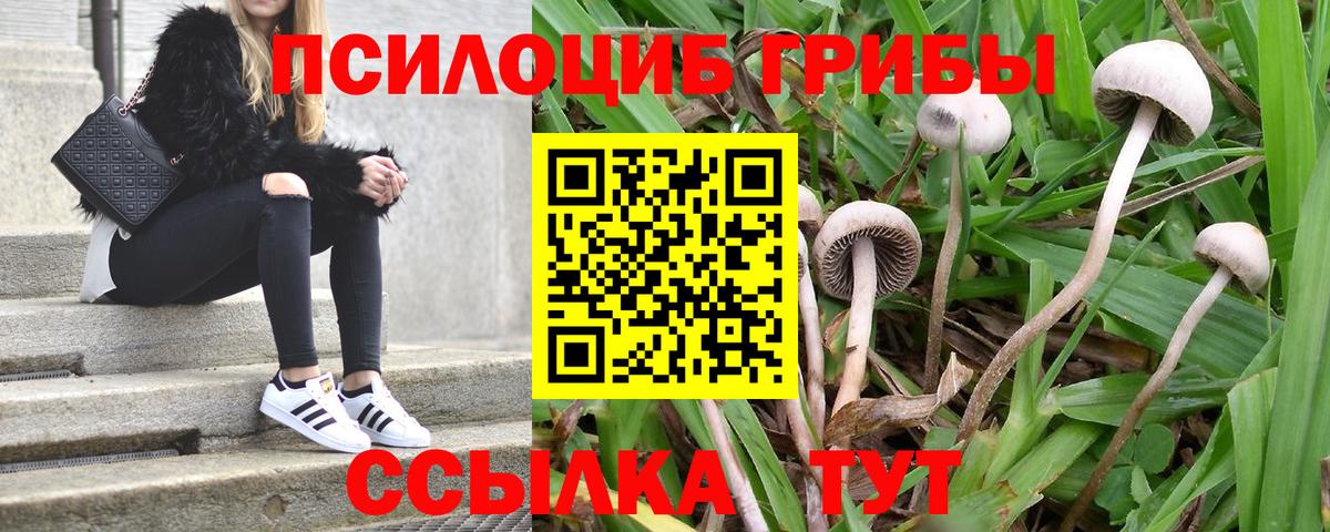 Галлюциногенные грибы прущие грибы  Вход с VPN  дарнет шоп  Новочебоксарск  Галлюциногенные грибы Psilocybe 